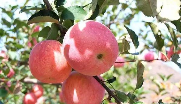 【生产指导】苹果缺钙原因及预防措施